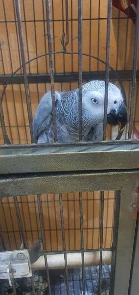 African Grey , Gray Parrot , Parrot Hand tamed available for sale 1