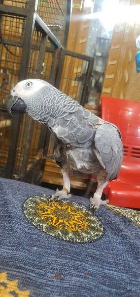 African Grey , Gray Parrot , Parrot Hand tamed available for sale 3