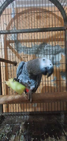 African Grey , Gray Parrot , Parrot Hand tamed available for sale 4