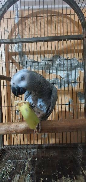 African Grey , Gray Parrot , Parrot Hand tamed available for sale 5