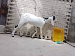 for sale tapre goat white black color