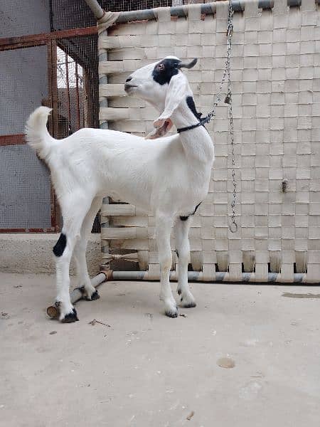 for sale tapre goat white black color 2