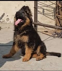 German shepherd puppies