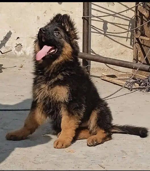 German shepherd puppies 0