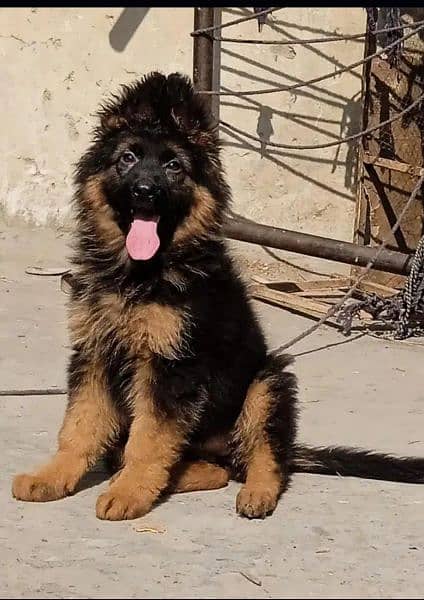 German shepherd puppies 1