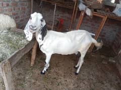 bakri