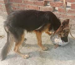 German shepherd female available for sale