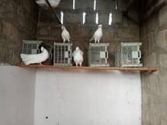 pigeon pair for sale