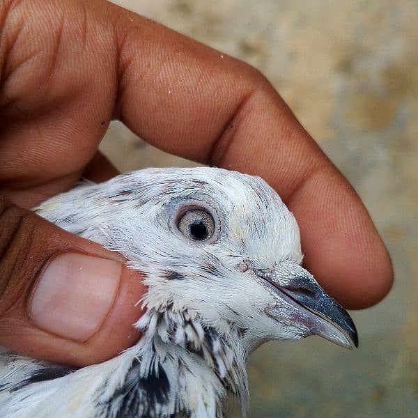 resulted birds hai sab ak Sath danay hai kuch low flyer kabootar hai 1