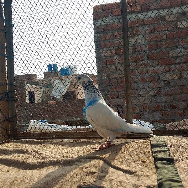 resulted birds hai sab ak Sath danay hai kuch low flyer kabootar hai 2