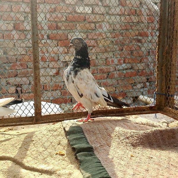 resulted birds hai sab ak Sath danay hai kuch low flyer kabootar hai 7