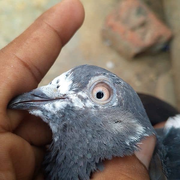 resulted birds hai sab ak Sath danay hai kuch low flyer kabootar hai 9