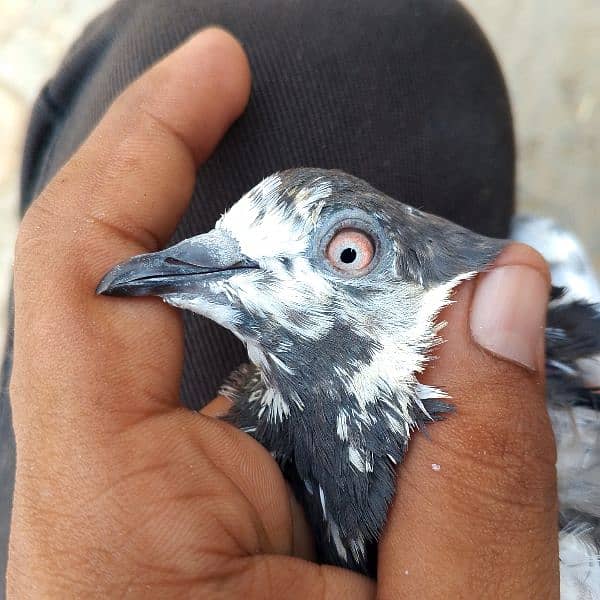 resulted birds hai sab ak Sath danay hai kuch low flyer kabootar hai 14