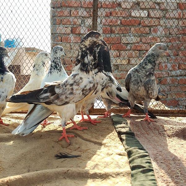 resulted birds hai sab ak Sath danay hai kuch low flyer kabootar hai 15