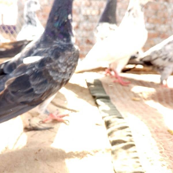 resulted birds hai sab ak Sath danay hai kuch low flyer kabootar hai 18