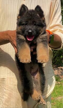 German Shepherd long coat male 2 month heavy structure for sale