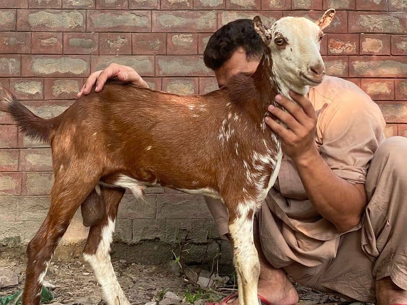 Bakra | makhi cheeni| Breader Bakra for sale | بکرا 1