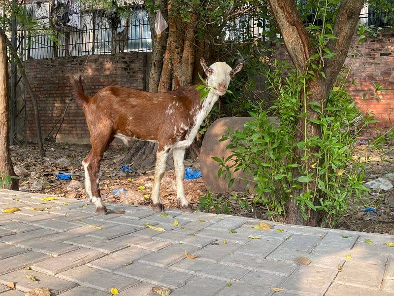 Bakra | makhi cheeni| Breader Bakra for sale | بکرا 2