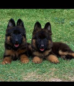 German Shepherd long coat heavy structure 2 month pair for sale