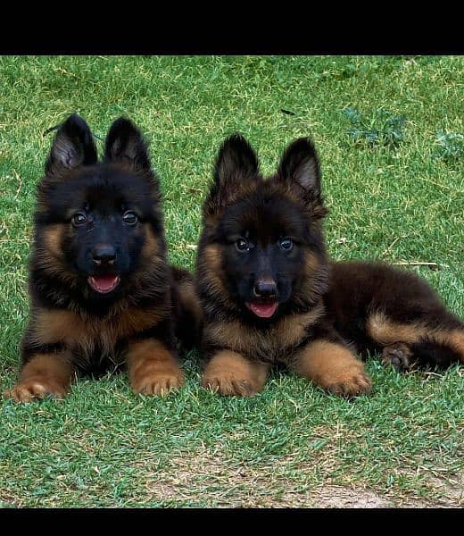 German Shepherd long coat heavy structure 2 month pair for sale 0