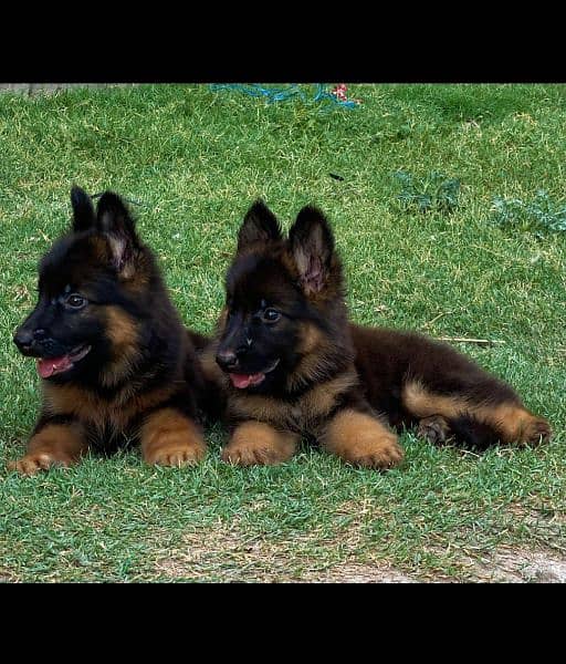 German Shepherd long coat heavy structure 2 month pair for sale 2