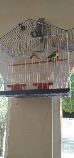 parrot cage