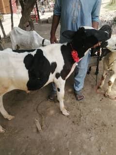 walati cow male 0