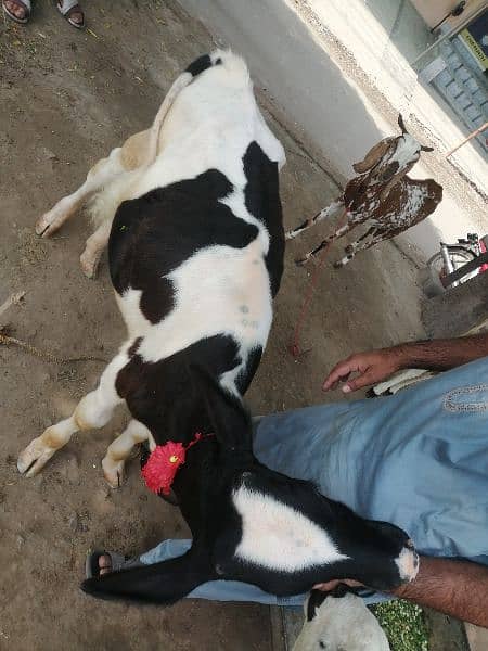 walati cow male 2