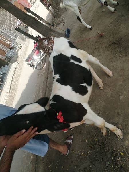 walati cow male 3