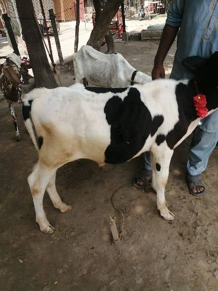 walati cow male 5