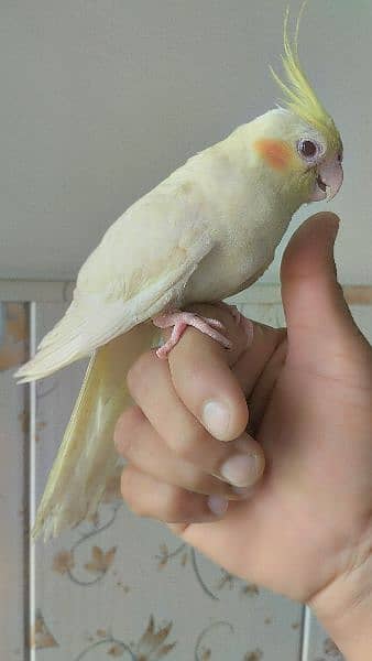 Rump opaline male/Hand tame Cockatiel / Fellow pair. 1