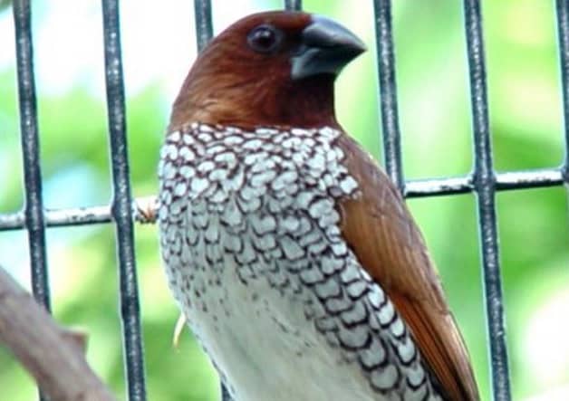 Spice Finches (Munia) 0