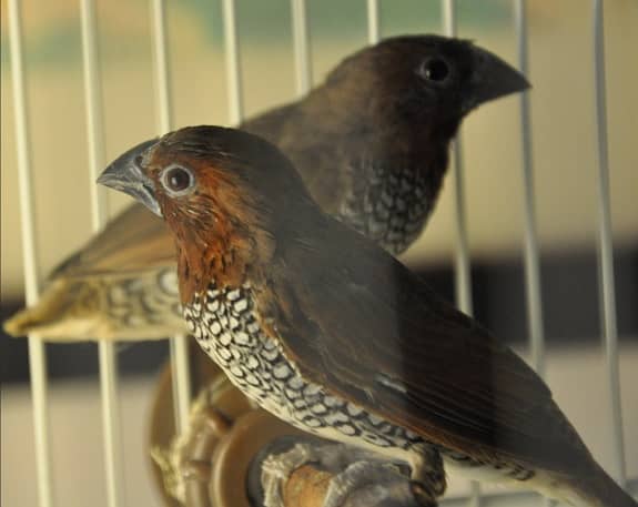 Spice Finches (Munia) 1