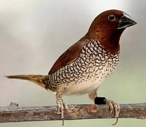 Spice Finches (Munia) 2