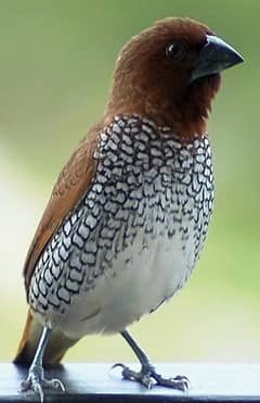 (Munia)