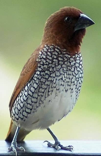 Spice Finches (Munia) 3