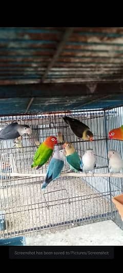 love Bird breeder pair . cage available