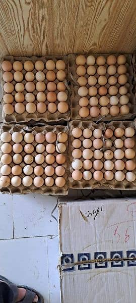 Desi eggs Available | Eggs for sale | 360 Dozn 0