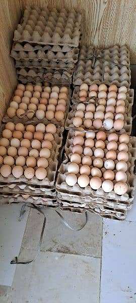 Desi eggs Available | Eggs for sale | 360 Dozn 1