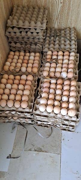 Desi eggs Available | Eggs for sale | 360 Dozn 2