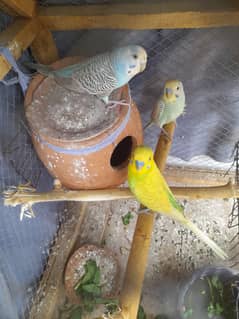 Breeder Pair and 1 male budgies for sale health and active ,location L