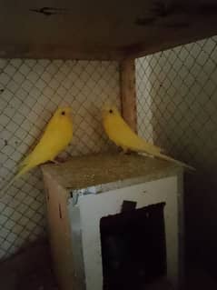 500 Per Pc -/ male / Female  Yellow red eyes Australian Parrot