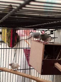 java finches for sale