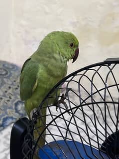 green parrot