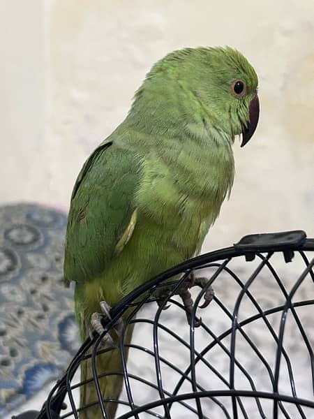 green parrot 1