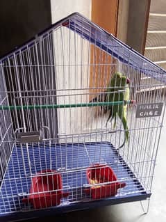 green parrot