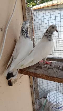 sailkoti pair for sale 0