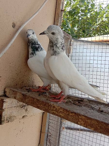 sailkoti pair for sale 1