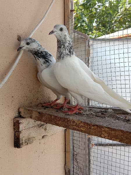 sailkoti pair for sale 3