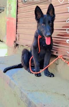 Black Sherperd long coat female puppy